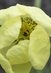 Meconopsis integrifolia, photograph (c) Morten Ross, some rights reserved (CC BY)