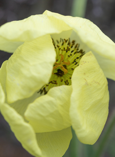 Meconopsis integrifolia, photograph 2