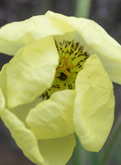 Meconopsis integrifolia, photograph (c) Morten Ross, some rights reserved (CC BY)