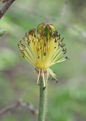 Meconopsis integrifolia, photograph (c) Morten Ross, some rights reserved (CC BY)