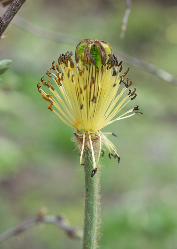 Meconopsis integrifolia, photograph 4