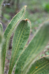 Meconopsis integrifolia, photograph (c) Morten Ross, some rights reserved (CC BY)
