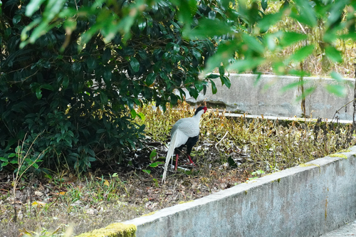 Silver Pheasant
