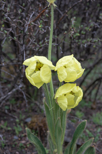 Meconopsis integrifolia, photograph 6
