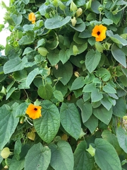 Thunbergia alata
