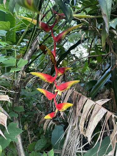 Heliconia platystachys, photograph 2