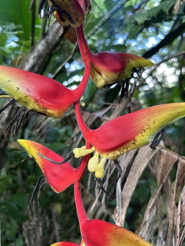 Heliconia platystachys, photograph 3