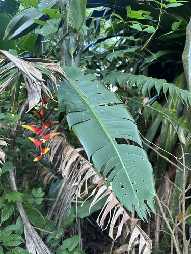 Heliconia platystachys, photograph 4