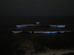 Noctiluca scintillans