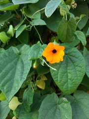 Thunbergia alata