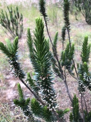 Melichrus adpressus