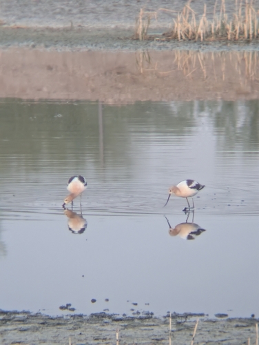 American Avocet