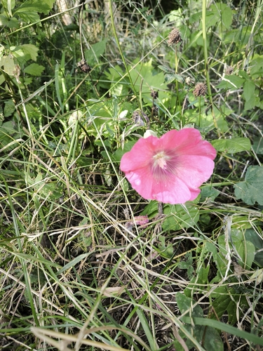 Наблюдение на iNaturalist