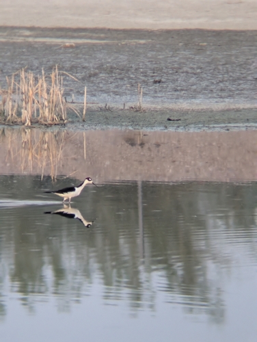 Black-necked Stilt