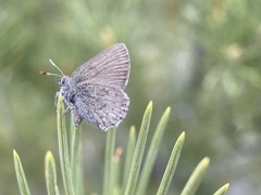 Callophrys fotis