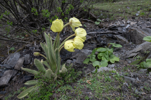 Meconopsis integrifolia
