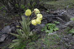 Meconopsis integrifolia