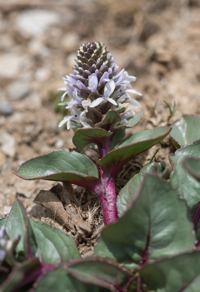 Lagotis alutacea