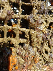 Botryllus schlosseri