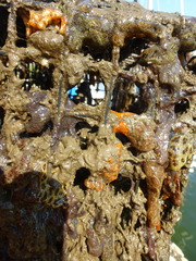 Botryllus schlosseri