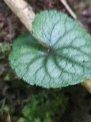 Viola hirsutula, photograph (c) willingarden, some rights reserved (CC BY)