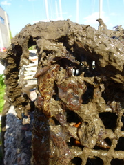 Botryllus schlosseri