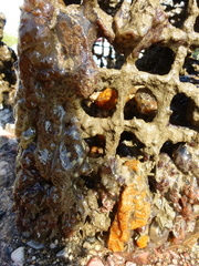 Botryllus schlosseri