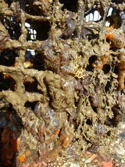 Botryllus schlosseri