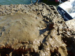 Botryllus schlosseri