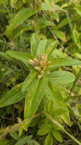 Cross Gentian