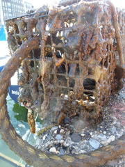 Botryllus schlosseri