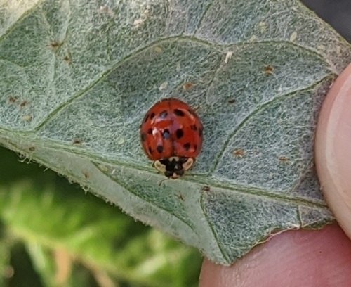 iNaturalist observation photo of Asian Lady Beetle