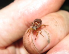 Dichelonyx subvittata