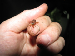 Dichelonyx subvittata