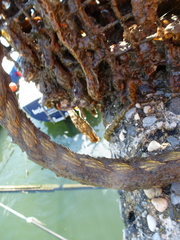 Botryllus schlosseri