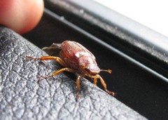 Dichelonyx subvittata