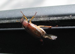 Dichelonyx subvittata