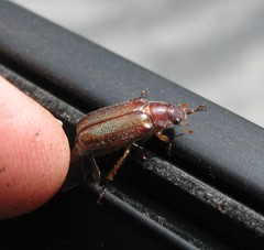 Dichelonyx subvittata