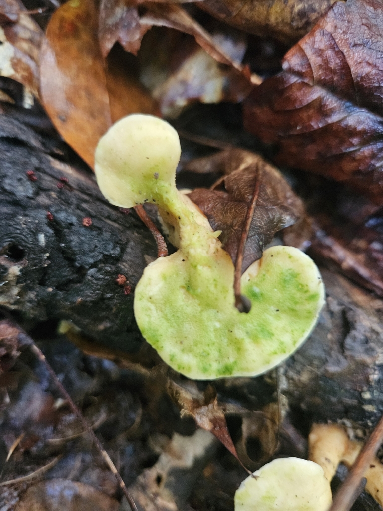 Loweomyces fractipes · August 2026 · photo: Photo: (c) willingarden, some rights reserved (CC BY) · iNaturalist