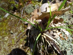 Carex tonsa