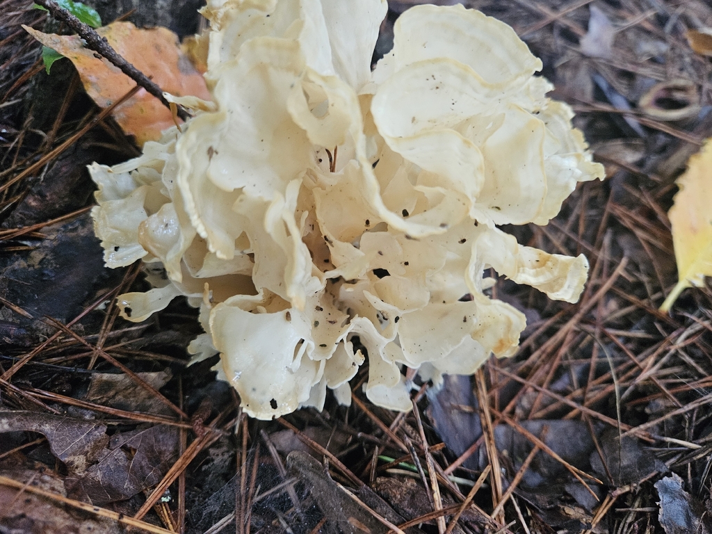 Eastern cauliflower mushroom · August 2026 · photo: Photo: (c) willingarden, some rights reserved (CC BY) · iNaturalist