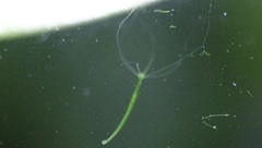 Hydra viridissima