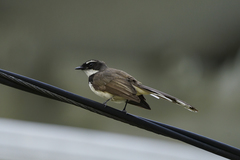Rhipidura nigritorquis