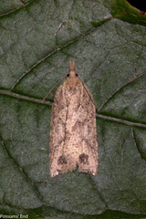Planotortrix notophaea