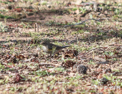 Setophaga coronata