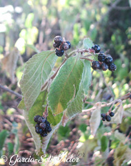 Lantana micrantha
