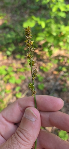 Carex sparganioides, 2026-08-04