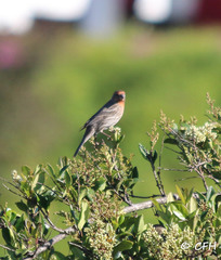 Haemorhous mexicanus