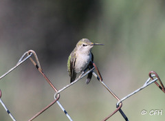 Calypte anna
