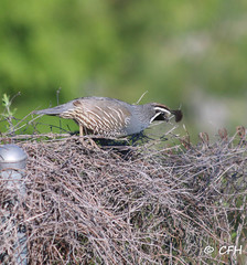 Callipepla californica